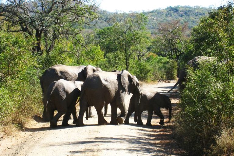 Walking Safaris: A Thrilling Adventure with Ilala Safaris